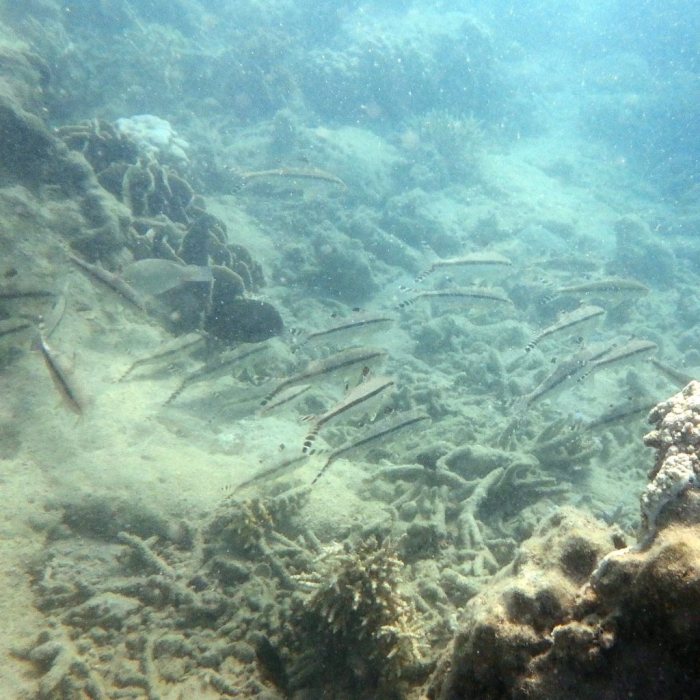 Upeneus tragula