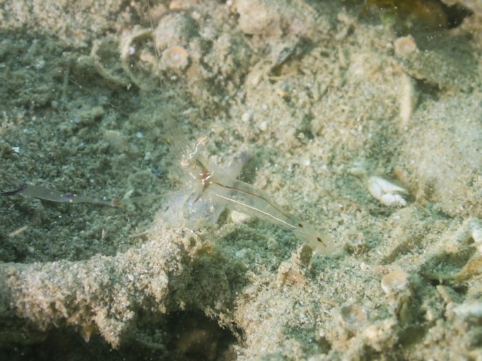 Crevette