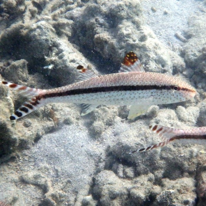 Upeneus tragula