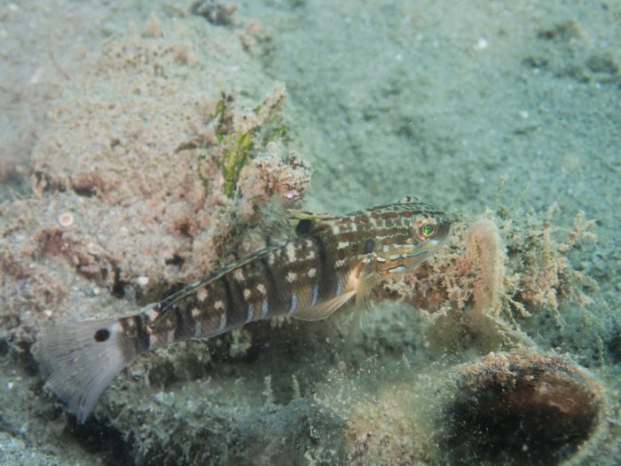 Amblygobius phalaena