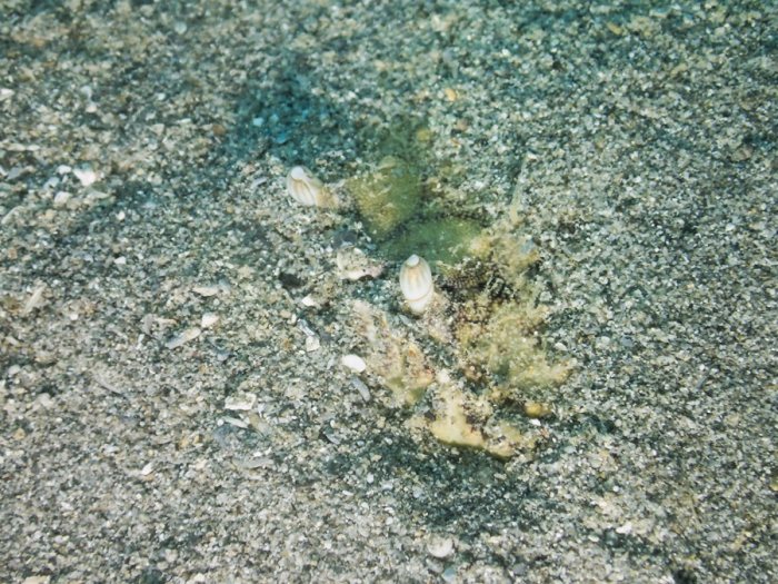 Crabe