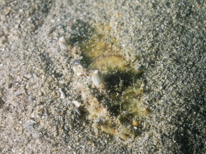 Crabe