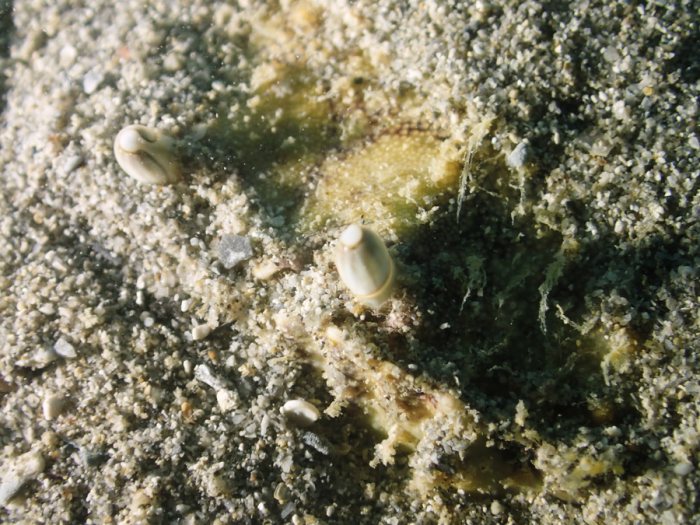 Crabe