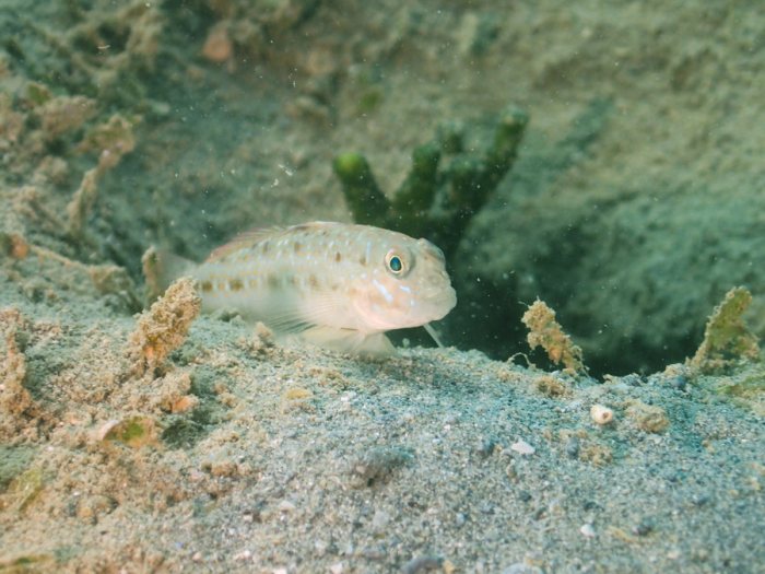 Oplopomus oplopomus