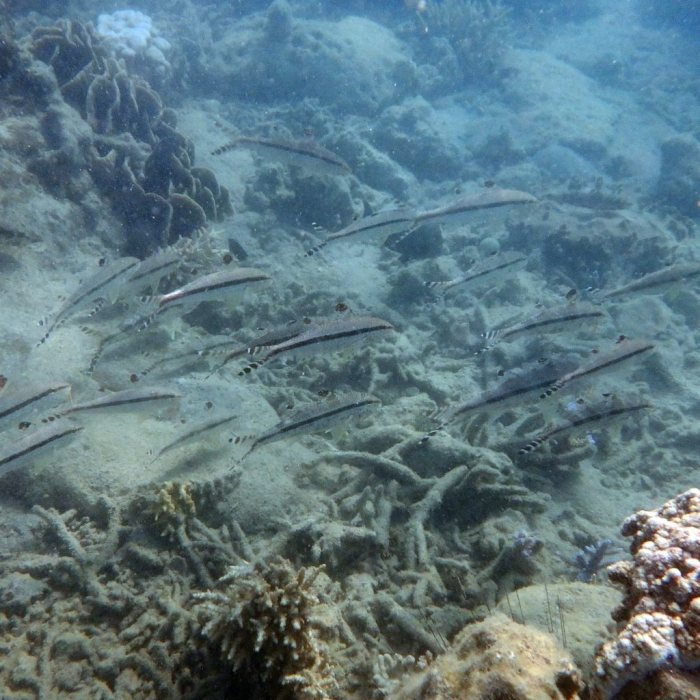 Upeneus tragula