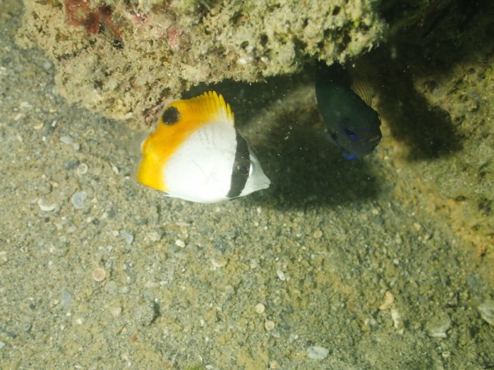Chaetodon auriga