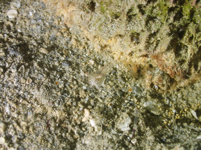 Periclimenes tenuipes