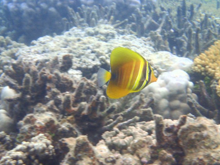 Zebrasoma velifer
