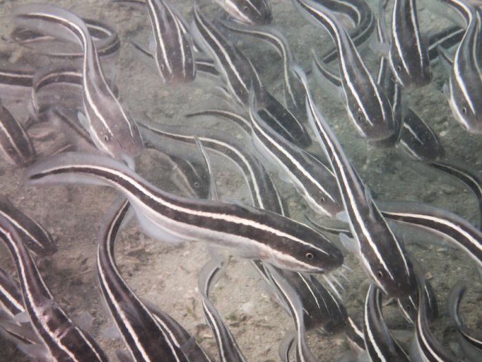 Plotosus lineatus
