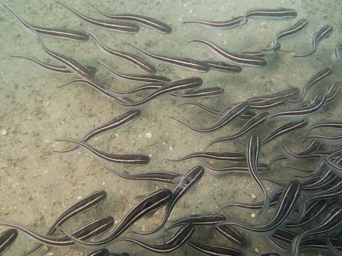 Plotosus lineatus