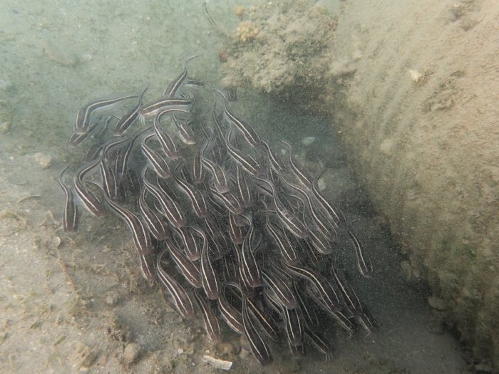 Plotosus lineatus