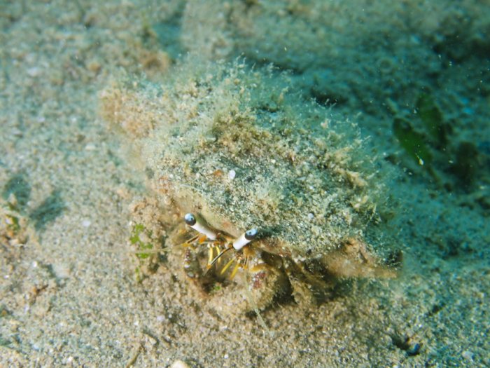 Dardanus lagopodes