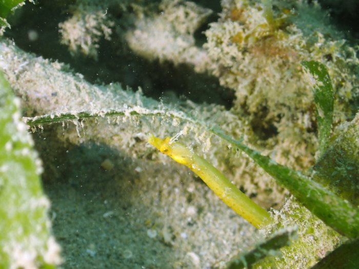 Halicampus dunckeri