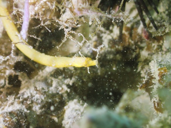 Halicampus dunckeri