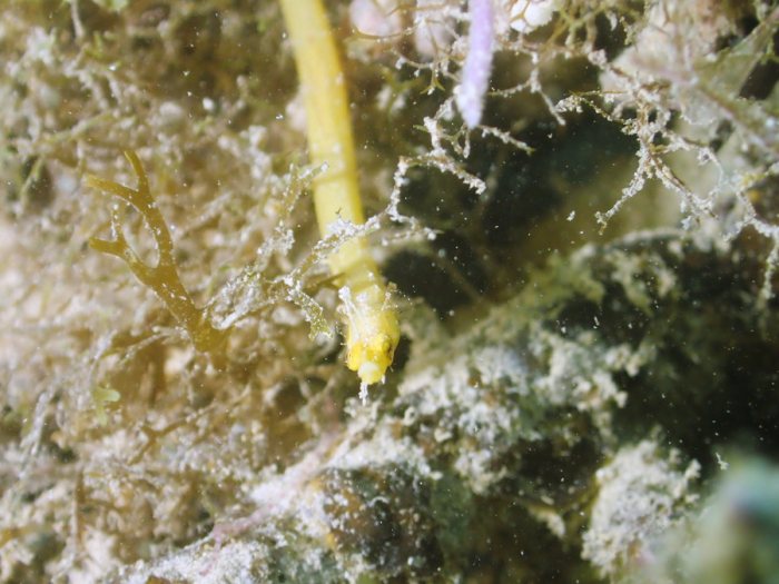 Halicampus dunckeri