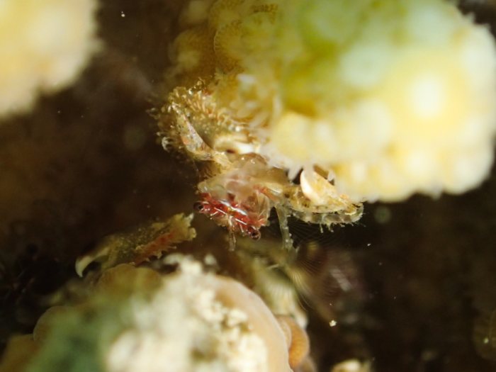 Crabe