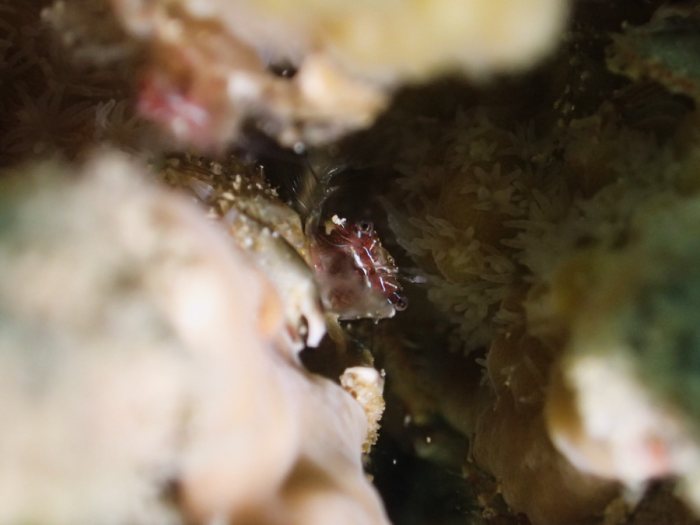 Crabe