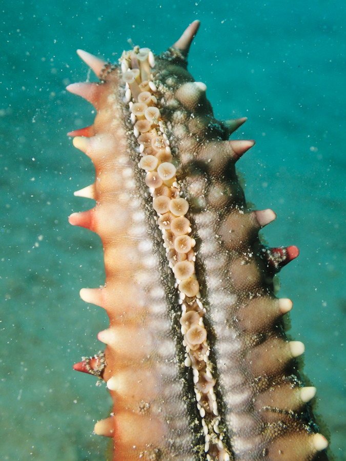 Étoile de mer