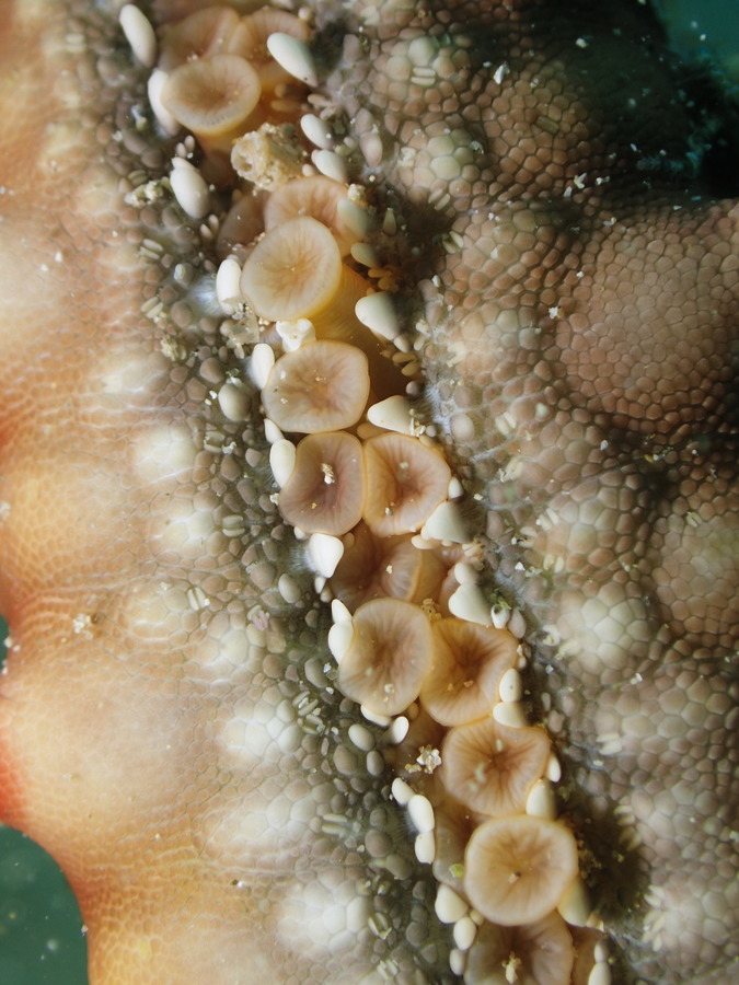 Étoile de mer