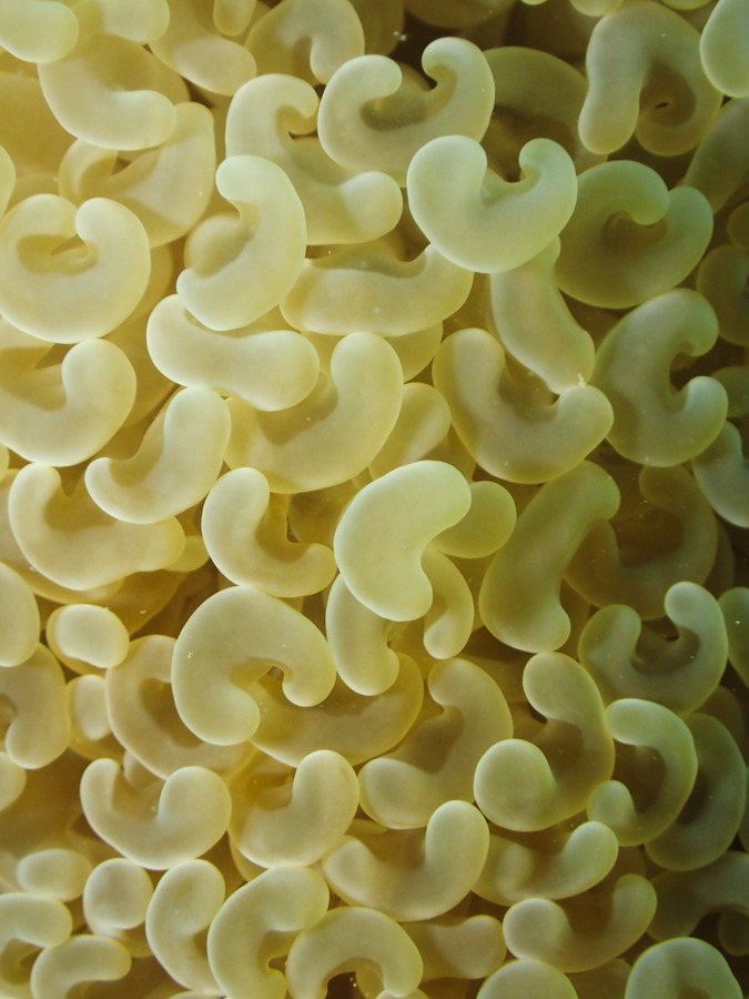 Euphyllia ancora