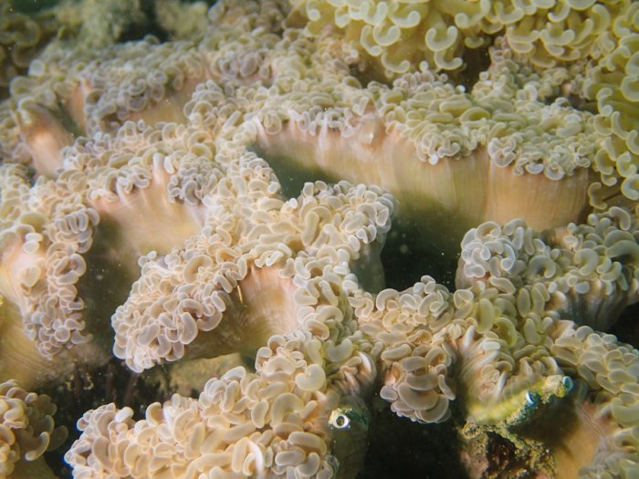 Euphyllia ancora