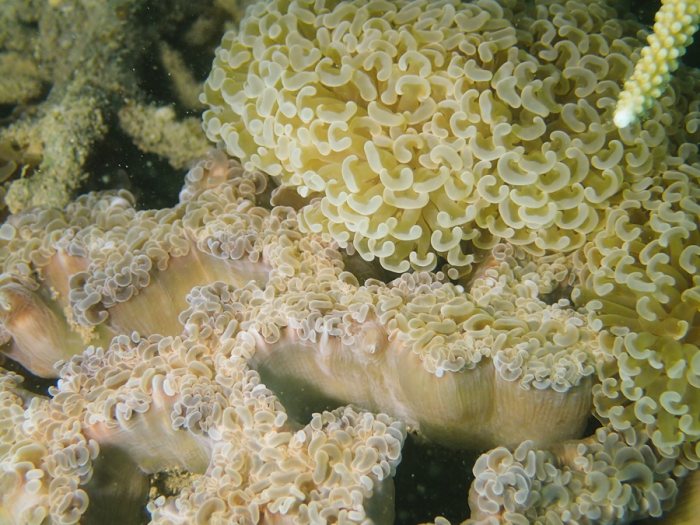 Euphyllia ancora