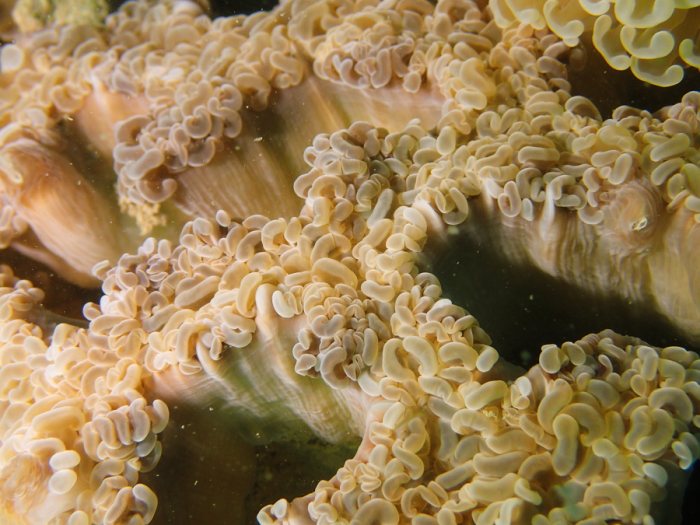 Euphyllia ancora