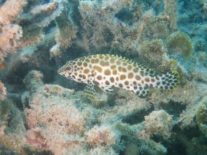 Epinephelus merra