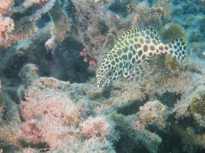 Epinephelus merra