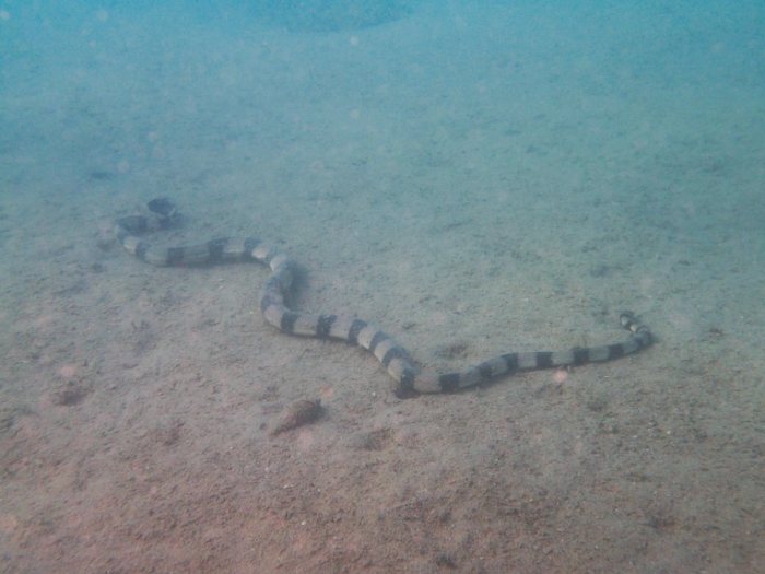 Hydrophis coggeri