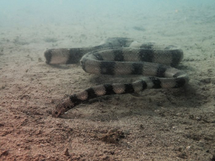 Hydrophis coggeri