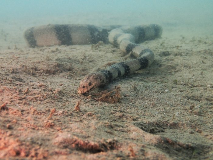 Hydrophis coggeri