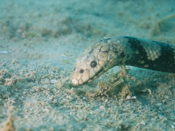 Hydrophis coggeri