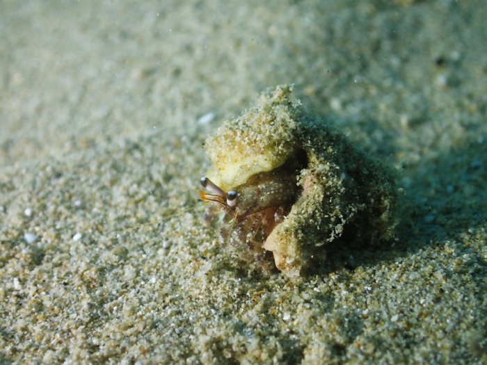 Dardanus lagopodes
