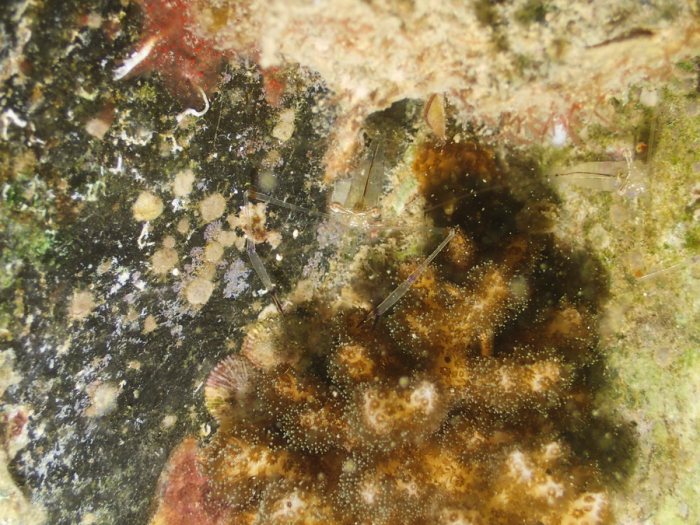Periclimenes tenuipes