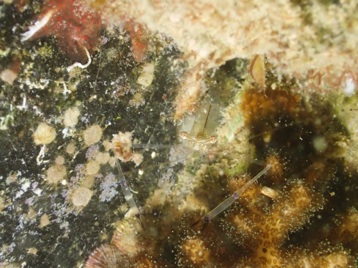 Periclimenes tenuipes