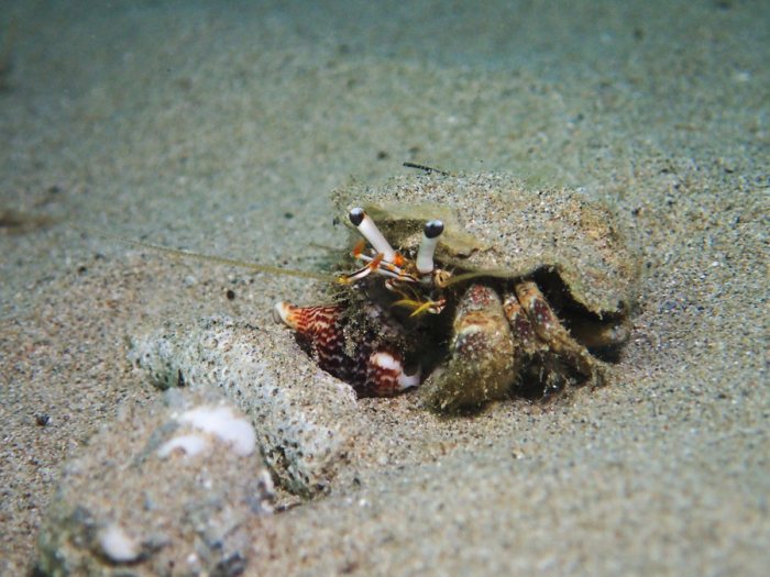 Dardanus lagopodes