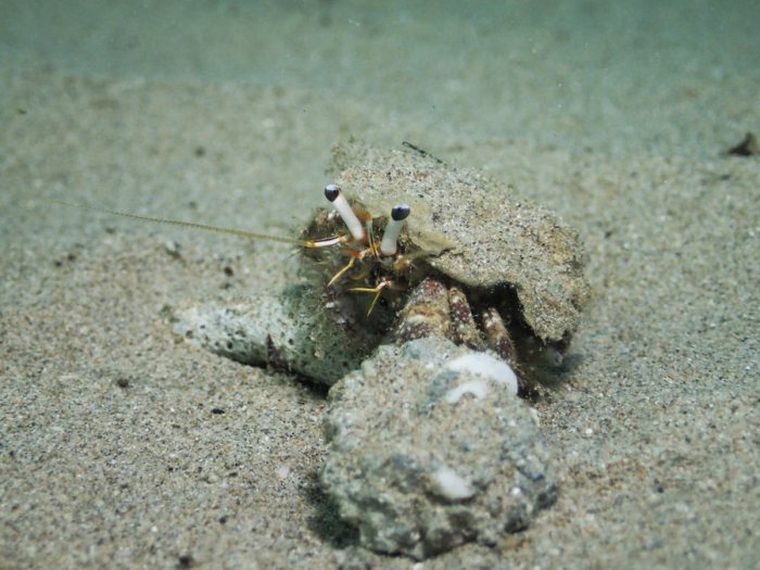 Dardanus lagopodes