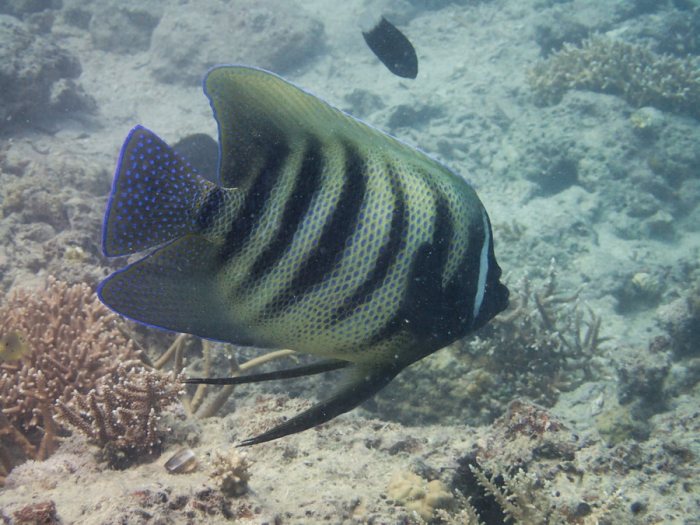 Pomacanthus sexstriatus