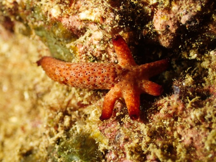 Étoile de mer