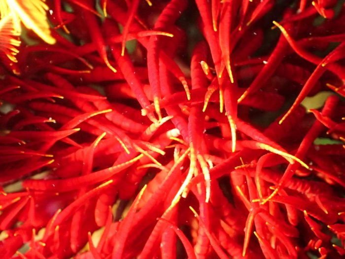 Crinoïde