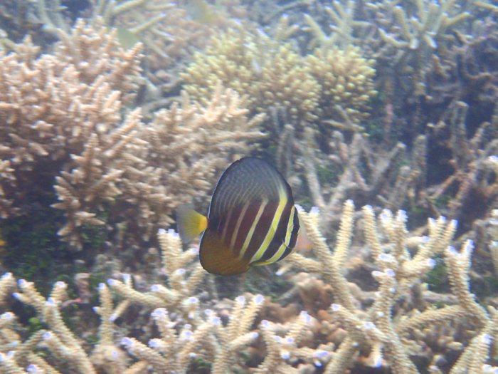 Zebrasoma velifer