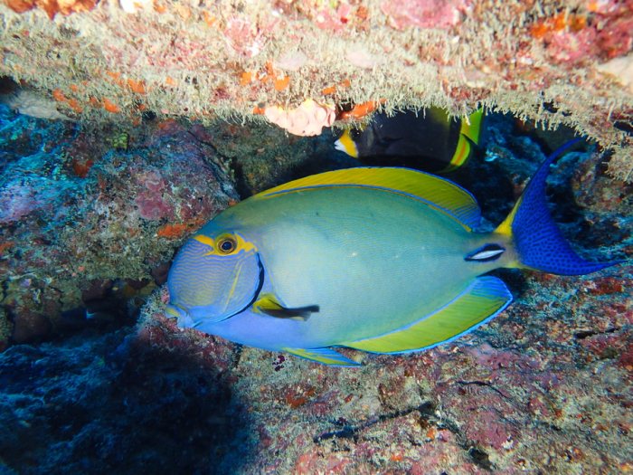 Acanthurus xanthopterus
