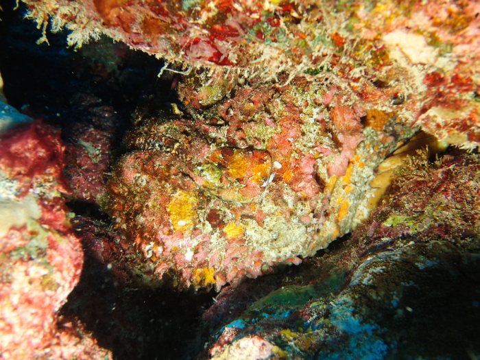 Synanceia verrucosa