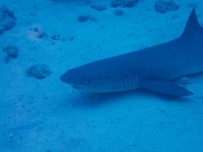 Requin à pointe blanche du lagon