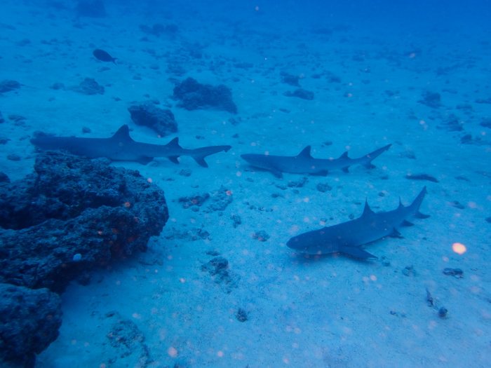 Requin à pointe blanche du lagon