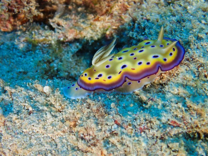 Goniobranchus kuniei