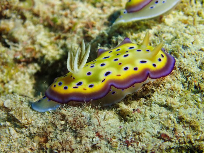 Goniobranchus kuniei
