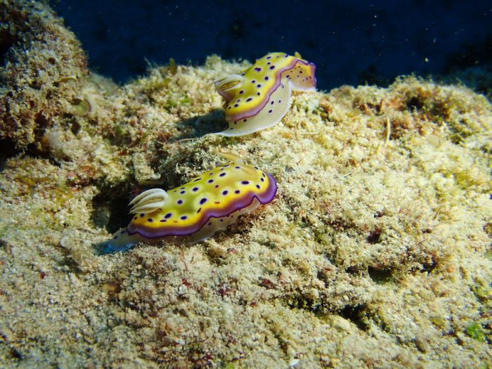 Goniobranchus kuniei