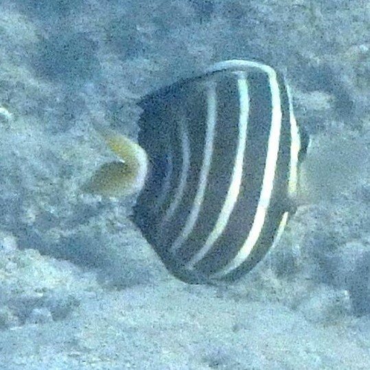 Zebrasoma velifer